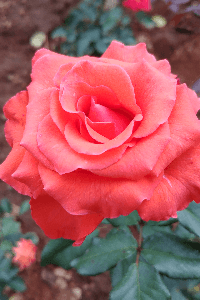 ಅವಳ ನೆನಪು