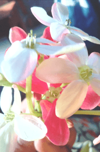 ছদ্মবেশি