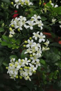 ಅಂಜುಮಲ್ಲಿಗೆ