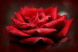 বিন্দু আমি তুমি আমায় ঘিরে
          ✍শুভম লাহা 
পর্ব-১