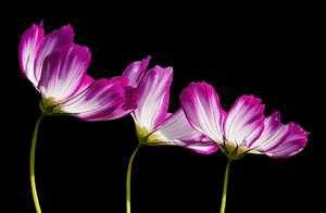 हम न होगे जुदा  (भाग----1)
