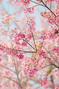ಮರವೊಂದು ಹೂಬಿಟ್ಟಿದೆ1