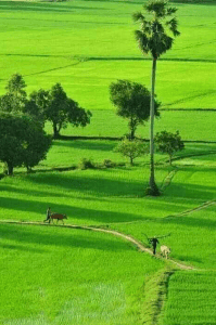 നാടുവാഴി