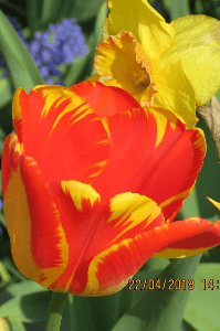 ঝরাপাতার খচমচ