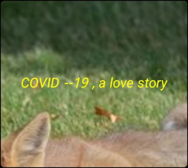COVID --19 , a love story