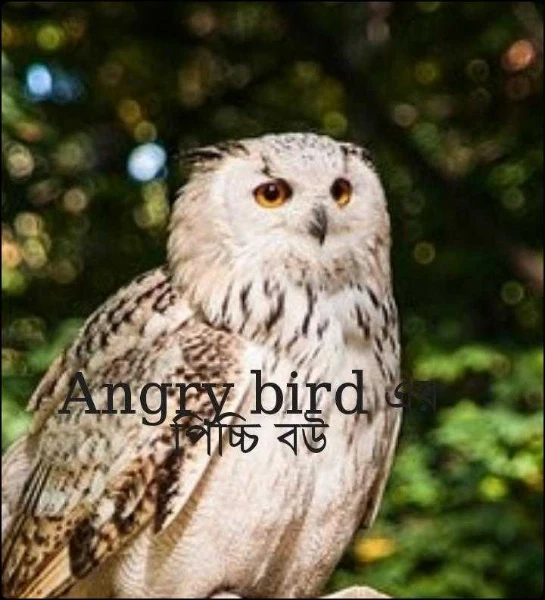 Angry bird এর পিচ্চি বউ