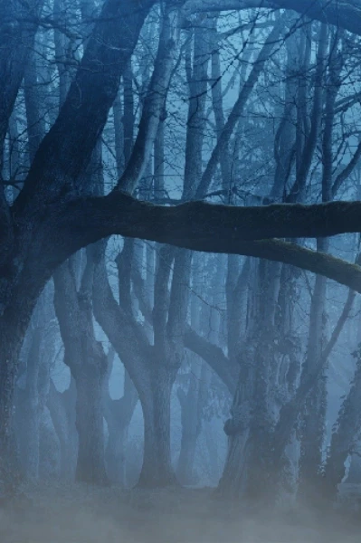 কুয়াশার আড়ালে ২।