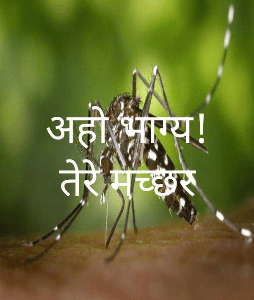 अहो भाग्य! तेरे मच्छर