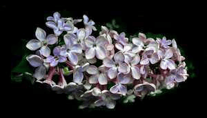 ಚೈತ್ರದ ಚಿಗುರು