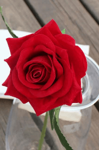 ಕನಸೇ ನೀನು