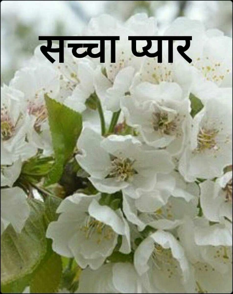 सच्चा प्यार