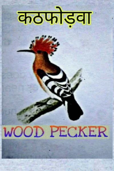 कठफोडवा  भाग -1