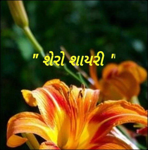 " શેરો શાયરી "
