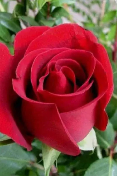 పెళ్లి చూపులు