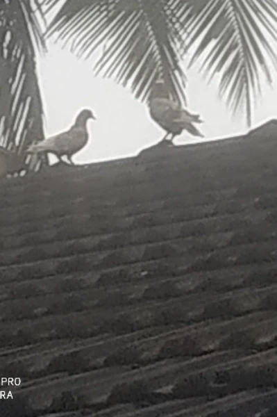 മാപ്പ് എന്നരണ്ടക്ഷരം