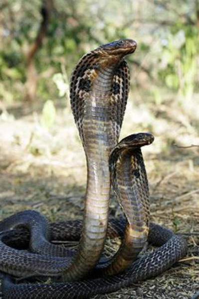 বাস্তুসাপের অভিশাপ