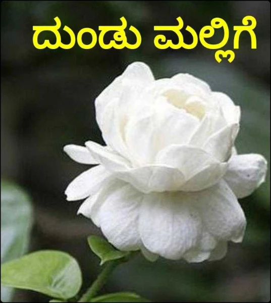 ದುಂಡು ಮಲ್ಲಿಗೆ