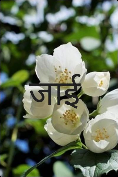 जाई