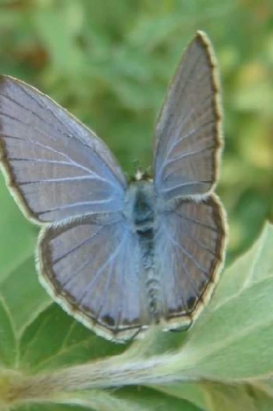 കൃഷ്ണായനം ഭാഗം-1