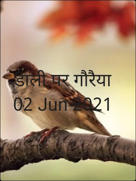 डाली पर गौरैया 02 Jun 2021