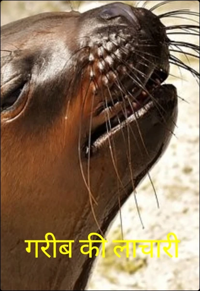 गरीब की लाचारी