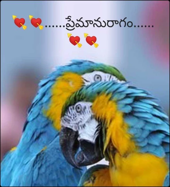 💘💘......ప్రేమానురాగం......💘💘