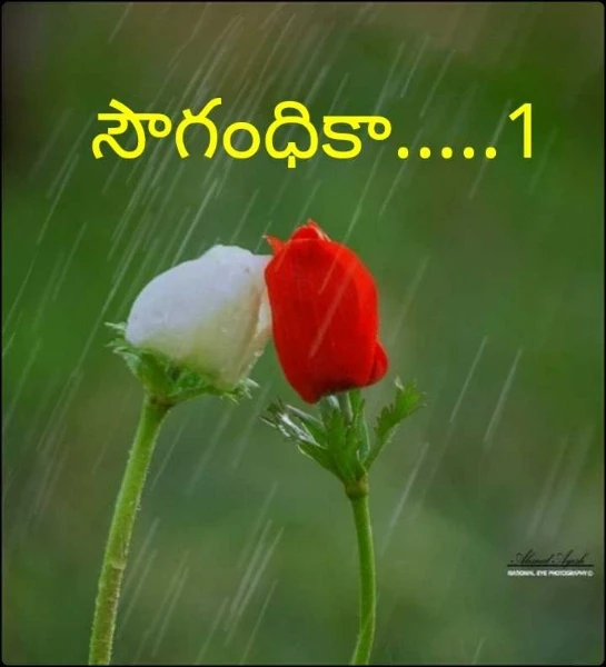 సౌగంధిక...