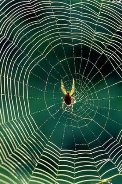 বিতংসে বন্দিনী