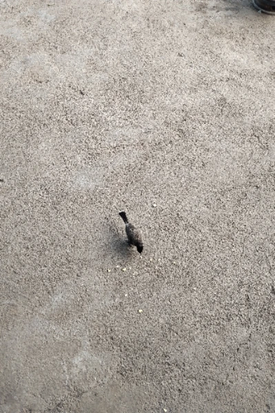 " અવતરણ",લઘુકથા અને ટુંકી વાર્તાઓ .