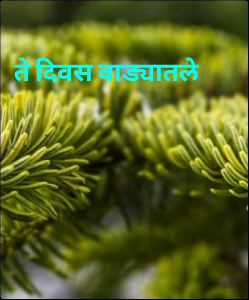 ते दिवस वाड्यातले