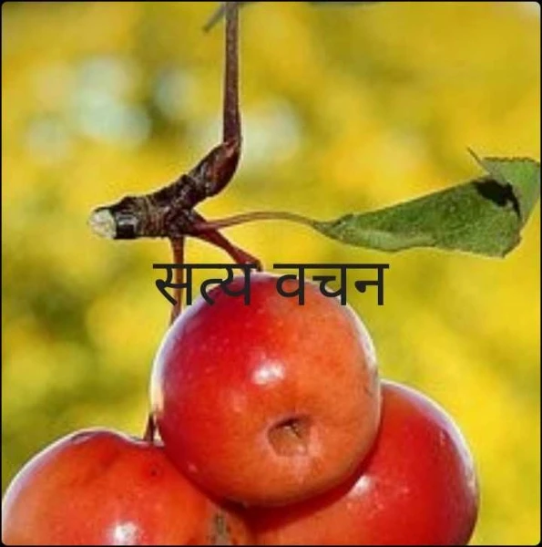 सत्य वचन