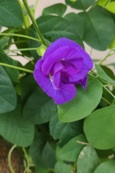 అపరాజిత