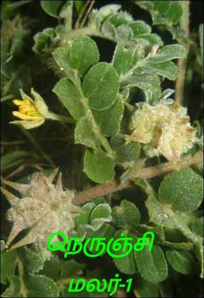நெருஞ்சி மலர் (முடிவுற்றது)