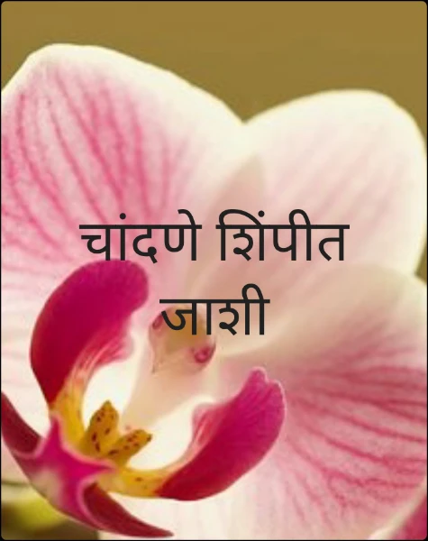 चांदणे शिंपीत जाशी