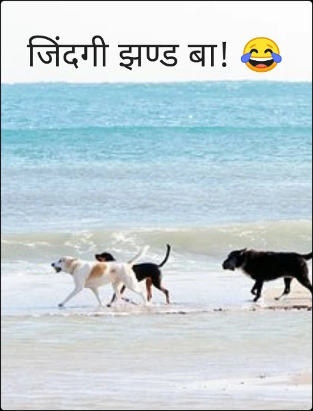 जिंदगी झण्ड बा! 😂