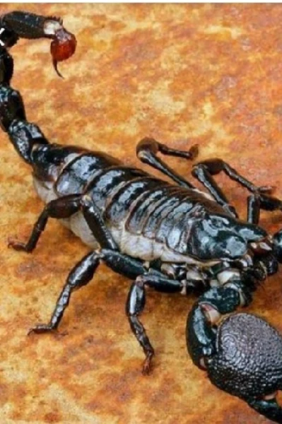 തേൾ :ഭാഗം ഒന്ന്