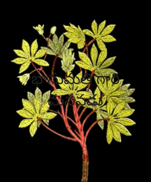 భానుమతి గారి మనవడు