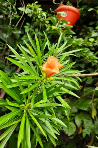 अभूतपूर्व