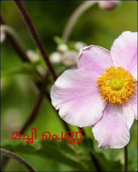 മച്ചി പെണ്ണ്