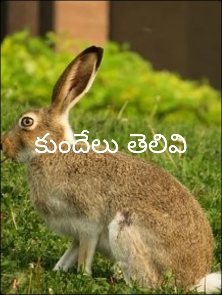 కుందేలు తెలివి