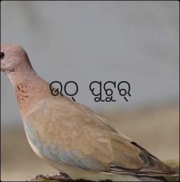 ଉଠ୍ ପୁଟୁର୍