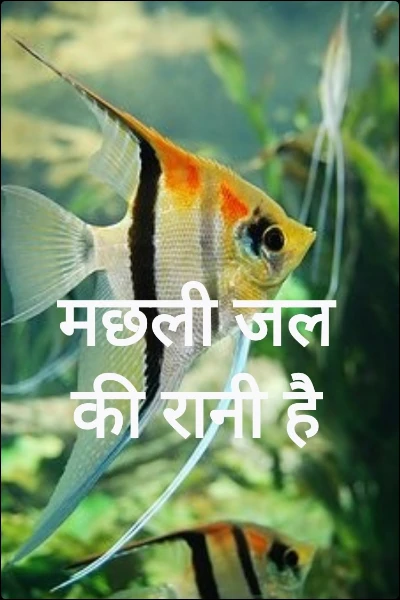 मछली जल की रानी है
