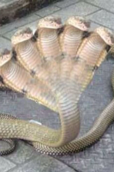 నాగ ప్రతిష్ట(తరతరాల నిరీక్షణ)