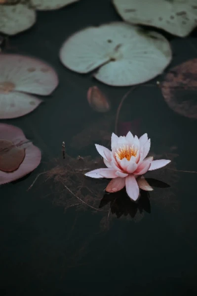 പ്രതീക്ഷ