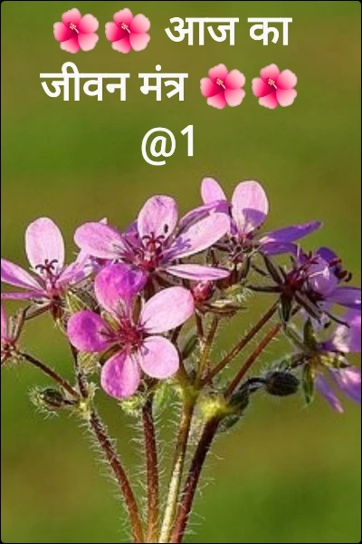 🌺🌺 आज का जीवन मंत्र 🌺🌺@1