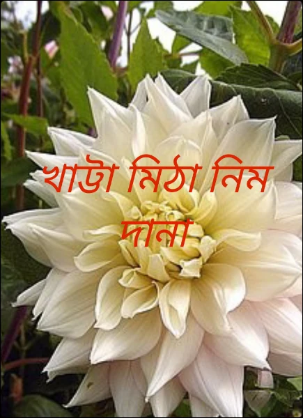 খাট্টা মিঠা নিম দানা