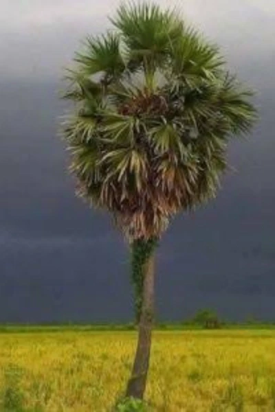 ஒத்தயடி பனை