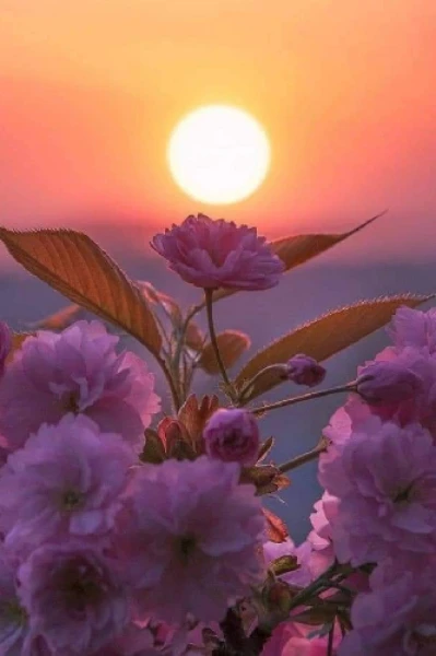 डाह (ईर्ष्या, जलन) ---1