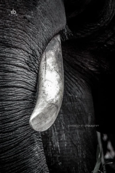 രക്തദാഹിയായ ഒറ്റയാൻ