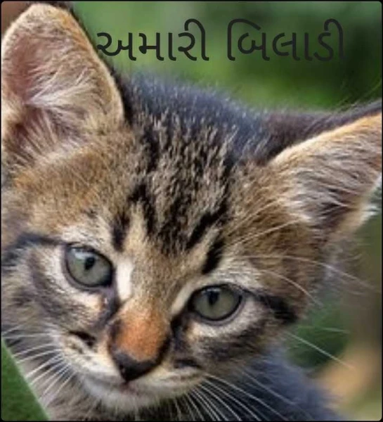 અમારી બિલાડી